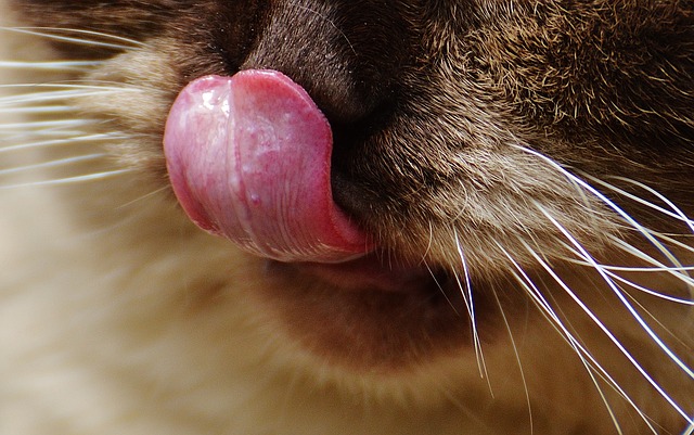jazyk kočky