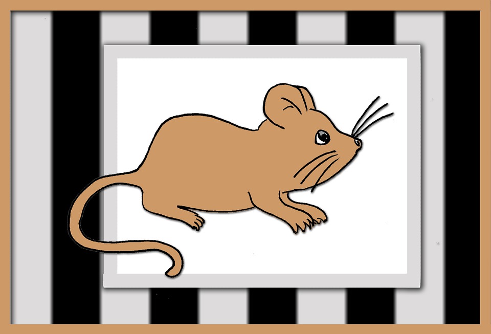 obrázek myši