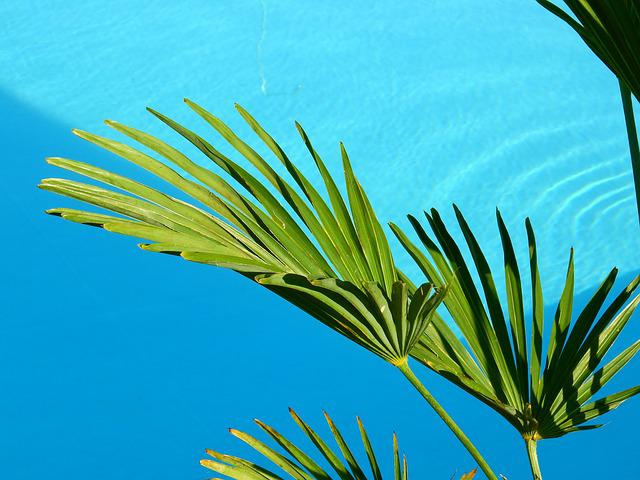 palma u bazénu